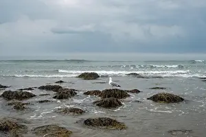 Gull Prints: A seagull sits atop a rock as the ocean tide comes in