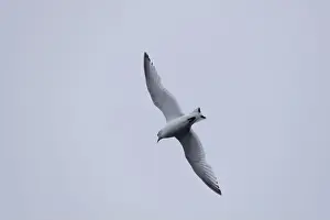Hiking Trails Prints: A seagull soars gracefully through the sky