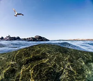 Aquatic Environment Prints: A seagull soars above the water's surface