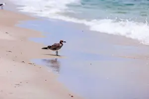 Oceanfront Prints: Seagull standing on sandy shore of Miami Beach