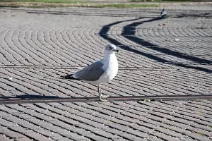 Provincial Capital Prints: Seagull standing on the turntable at Roundhouse Park on Bremner Boulevard in downtown Toronto