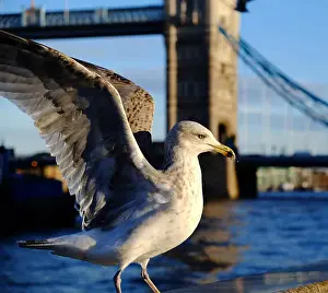 Tower Bridge Prints: A seagull on the wall at the Thames River with Tower Bridge, London, in the background