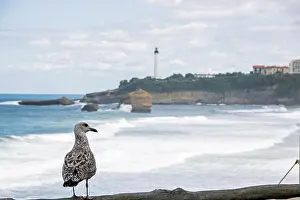 Windsurf Prints: A seagull watching over la grande plage