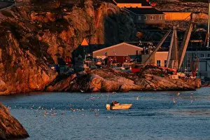 Ilulissat Prints: Seagulls flock to incoming fishing boat in Ilulissat, Greenland harbor
