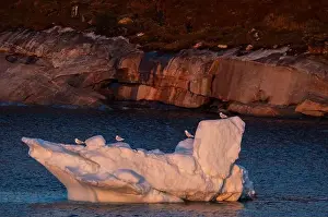 Arctic Wildlife Prints: Seagulls line up along the ridge of an iceberg near a rocky coastline in Greenland in the Arctic