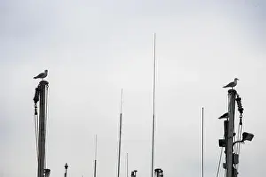 Labrador Prints: Seagulls perched on wooden utility poles at Port de Grave, Newfoundland & Labrador, Canada