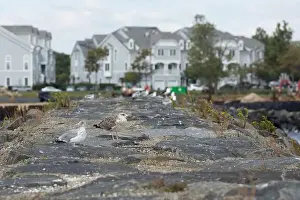 Omnivore Prints: Two seagulls sit atop a seawall in Belford, New Jersey