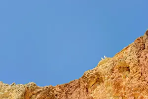 Seagulls Prints: Two seagulls sitting on cliff top