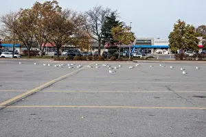 Canadian North Prints: Seagulls sitting in a parking lot in Niagara Falls, Ontario, Canada