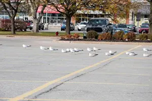 Canadian North Prints: Seagulls sitting in a parking lot in Niagara Falls, Ontario, Canada