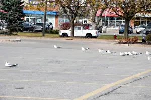 Canadian North Prints: Seagulls sitting in a parking lot in Niagara Falls, Ontario, Canada