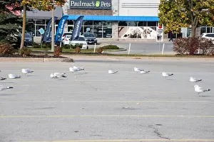 Canadian North Prints: Seagulls sitting in a parking lot in Niagara Falls, Ontario, Canada