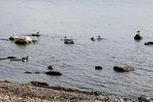 Ports Prints: Seagulls sitting on rocks on the beach at Jack Darling Memorial Park in Port Credit