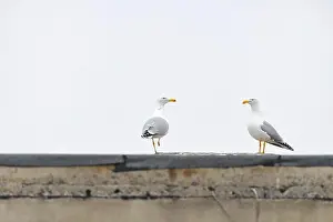 Seagulls Prints: Two seagulls standing on a building roof