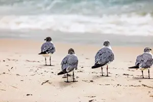 Atlanta Prints: Four seagulls standing on sandy beach near Atlantic ocean waves in Miami Beach on an sunny day