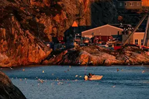 Ilulissat Prints: Seagulls swarm a small fishing boat coming into port in Ilulissat, Greenland in the Arctic