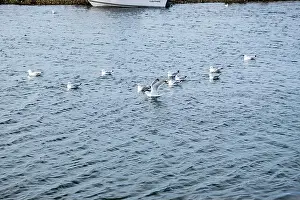 Canadian North Prints: Seagulls wading in the water in Ferryland, Newfoundland & Labrador, Canada