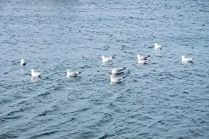 Labrador Prints: Seagulls wading in the water in Ferryland, Newfoundland & Labrador, Canada