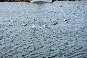 Labrador Prints: Seagulls wading in the water in Ferryland, Newfoundland & Labrador, Canada