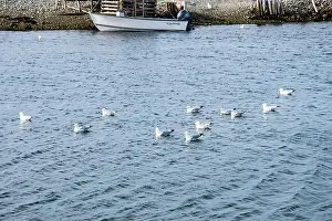 Labrador Prints: Seagulls wading in the water in Ferryland, Newfoundland & Labrador, Canada