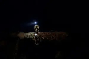 Modelling Prints: Seahorse resting on a structure at night time