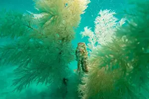 Thickets Prints: A seahorse among soft corals in turquoise light at the bottom of the Gulf of Oman in Fujairah