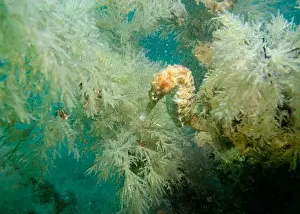 Thickets Prints: A seahorse among soft corals in turquoise light at the bottom of the Gulf of Oman in Fujairah