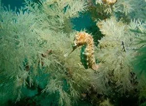 Thickets Prints: A seahorse among soft corals in turquoise light at the bottom of the Gulf of Oman in Fujairah