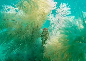 Thickets Prints: A seahorse among soft corals in turquoise light at the bottom of the Gulf of Oman in Fujairah