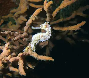 Sea Horse Prints: Seahorses, Hippocampe Deep Sea Exploration 2025