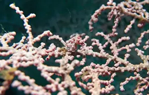 Sea Horse Prints: Seahorses, Hippocampe Deep Sea Exploration 2025