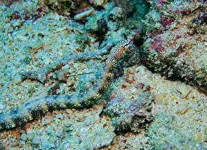 Sea Horse Prints: Seahorses, Hippocampe Deep Sea Exploration 2025