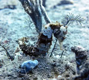Sea Horse Prints: Seahorses, Hippocampe Deep Sea Exploration 2025