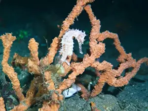 Sea Horse Prints: Seahorses, Hippocampe Deep Sea Exploration 2025