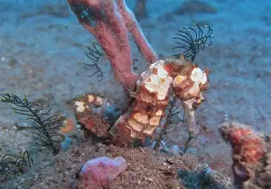 Sea Horse Prints: Seahorses, Hippocampe Deep Sea Exploration 2025