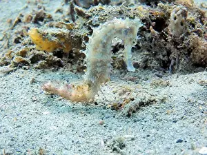 Sea Horse Prints: Seahorses, Hippocampe Deep Sea Exploration 2025