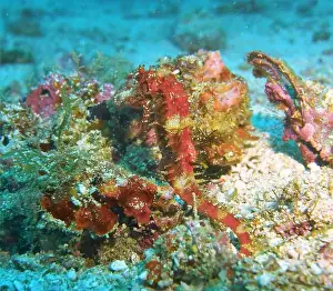 Sea Horse Prints: Seahorses, Hippocampe Deep Sea Exploration 2025