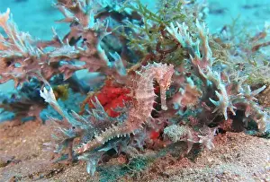 Sea Horse Prints: Seahorses, Hippocampe Deep Sea Exploration 2025