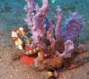 Sea Horse Prints: Seahorses, Hippocampe Deep Sea Exploration 2025