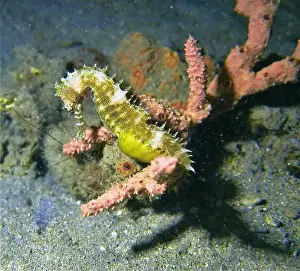 Sea Horse Prints: Seahorses, Hippocampe Deep Sea Exploration 2025