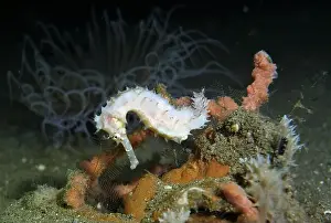 Sea Horse Prints: Seahorses, Hippocampe Deep Sea Exploration 2025