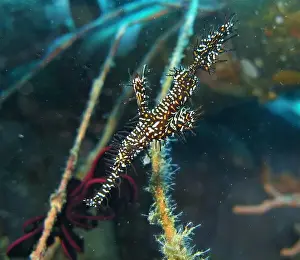 Sea Horse Prints: Seahorses, Hippocampe Deep Sea Exploration 2025