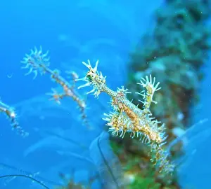 Sea Horse Prints: Seahorses, Hippocampe Deep Sea Exploration 2025