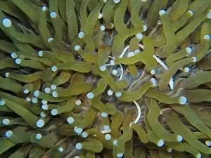 Sea Horse Prints: Seahorses, Hippocampe Deep Sea Exploration 2025
