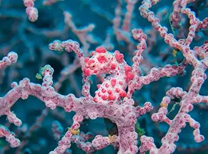 Sea Horse Prints: Seahorses, Hippocampe Deep Sea Exploration 2025