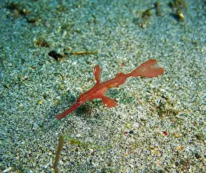 Seahorses, Hippocampe Deep Sea Exploration 2025