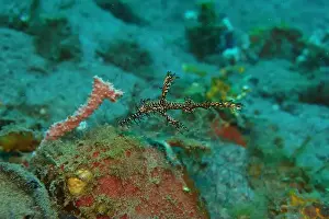 Sea Horse Prints: Seahorses, Hippocampe Deep Sea Exploration 2025
