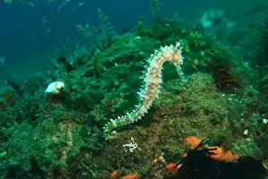 Sea Horse Prints: Seahorses, Hippocampe Deep Sea Exploration 2025