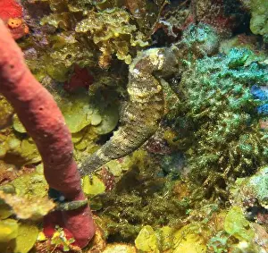 Sea Horse Prints: Seahorses, Hippocampe Deep Sea Exploration 2025