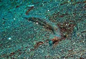 Sea Horse Prints: Seahorses, Hippocampe Deep Sea Exploration 2025